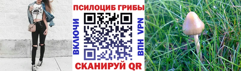 Купить закладки Железногорск-Илимский Галлюциногенные грибы Psilocybe